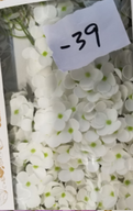 Sapun Cvijet Hortenzije za Bukete i Dekoraciju - Bijela