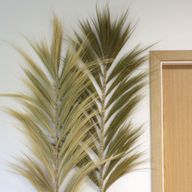 Rayung Trava - Prirodna 2m