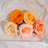 Cvijet od Sapuna za Rukotvorine - (5-slojna) Romantična Ruža - Postupni Prijelaz - Peach Blush