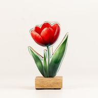 Drvene sobne biljke - mini tulipan