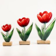Drvene sobne biljke - mini tulipan