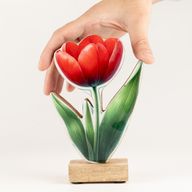 Drvene sobne biljke - srednji tulipan